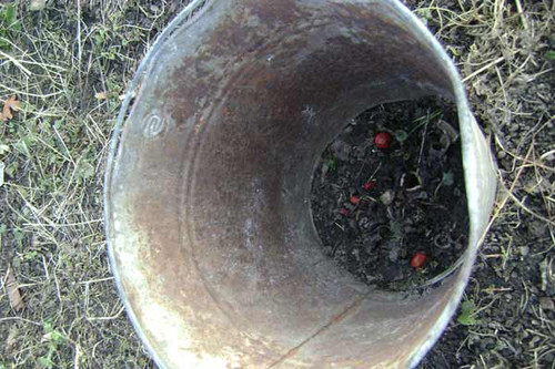 Коли потрібно розкривати часник