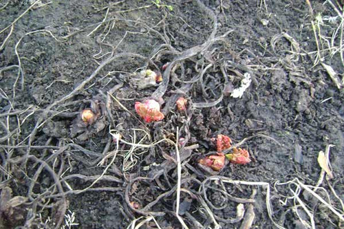 Коли потрібно розкривати часник