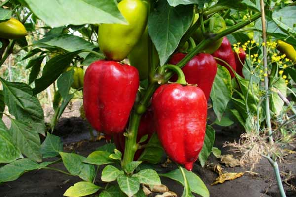 Графік підгодівель розсади перцю Графік підгодівель розсади перцю