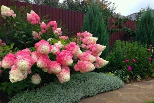 цветущие кустарники в ландшафтном дизайне