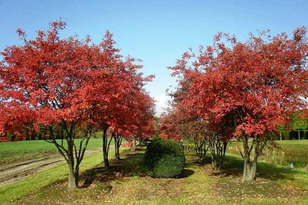 Ирга канадская