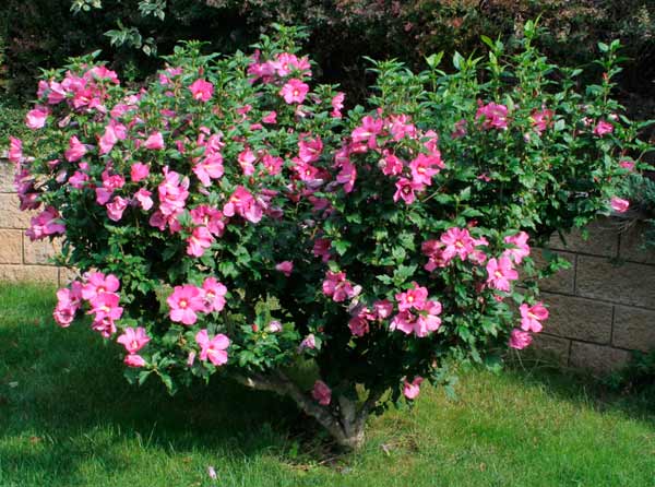 Гибискус сирийский