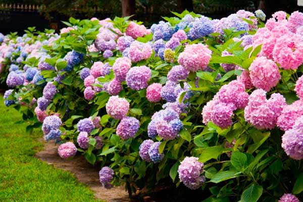 Гортензия метельчатая