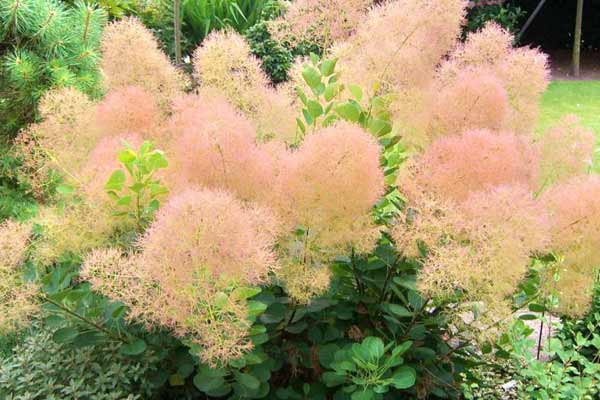 Скумпия кожевенная