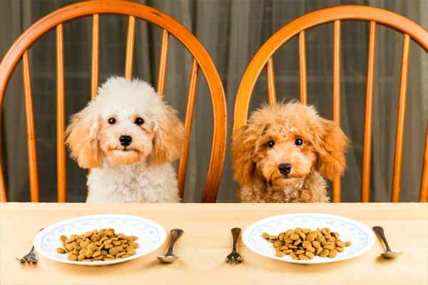  Как правильно кормить собаку? 