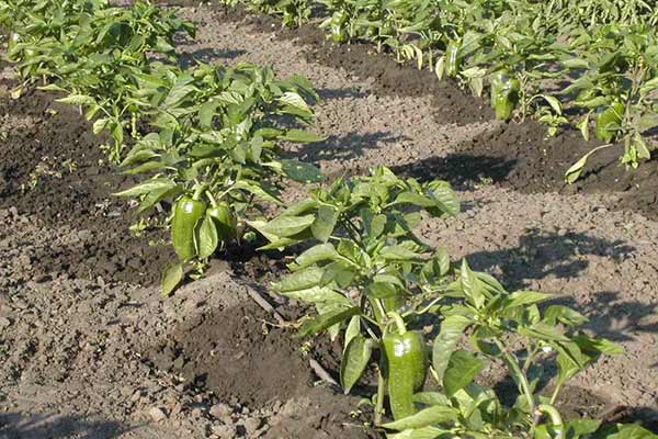 Купуємо трубу для краплинного поливу