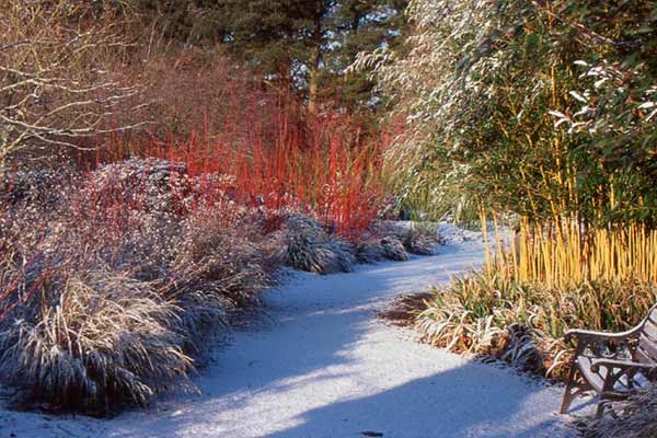 Не теряют свою декоративность в холодное время года
