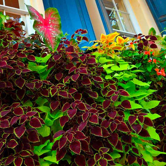 Подберите цветы, декоративные кусты и деревья с разной расцветкой лист