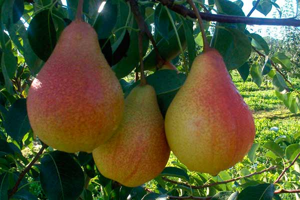 Как выбрать саженцы груши