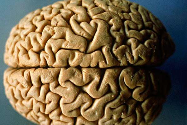 Зберегти здоров'я мозку допомагають продукти з вітаміном B12