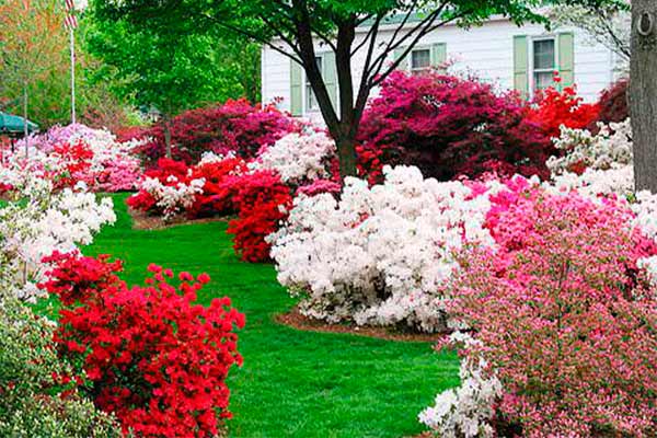 Азалия садовая Азалия садовая