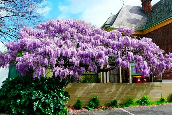 Глициния: где посадить и как выращивать Глициния: где посадить и как выращивать