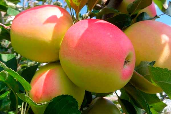  Как верно выбрать саженцы плодового дерева? 