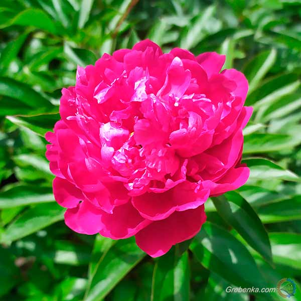 Как правильно выбрать букет пионов Как правильно выбрать букет пионов