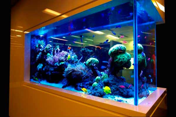 Аквариумы и рыбки: как правильно выбрать