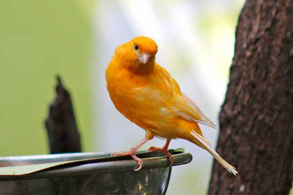 Содержание канареек