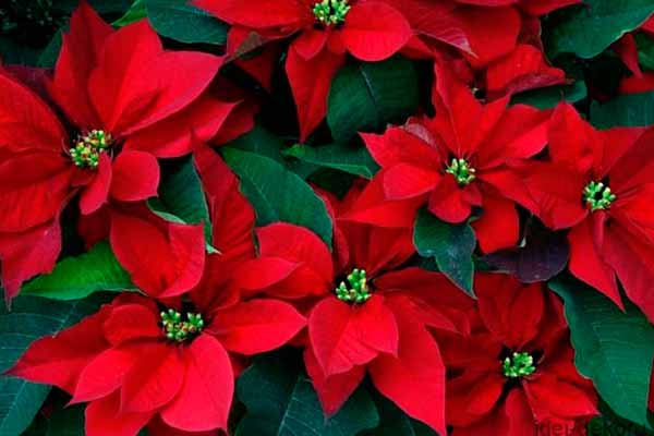 Різдвяна квітка пуанcетія: догляд у домашніх умовах Різдвяна квітка пуанcетія: догляд у домашніх умовах