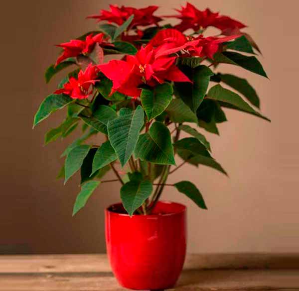 Різдвяна квітка пуанcетія: догляд у домашніх умовах