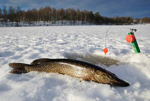 Вдалий улов на зимовій риболовлі