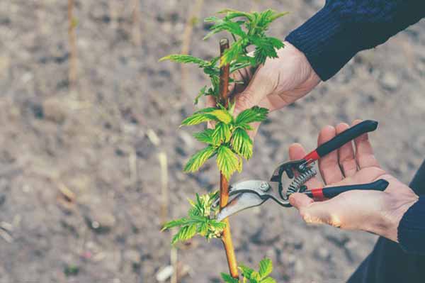 Садівник обрізає в саду кущі малини.