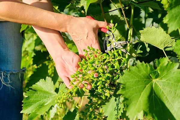 Покрокова інструкція по догляду за ягідними чагарниками навесні