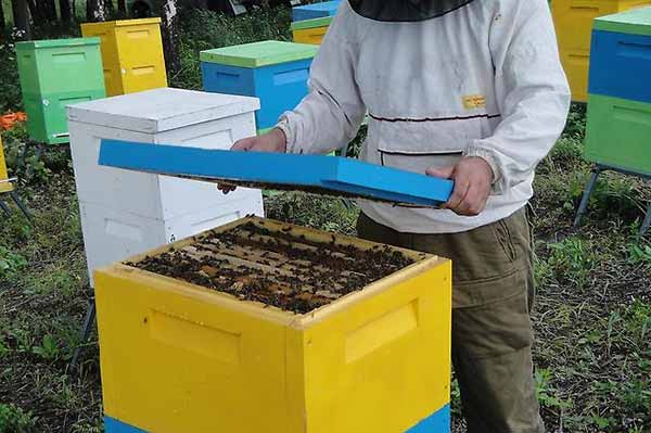 Особенности ульев из пенополистирола Особенности ульев из пенополистирола