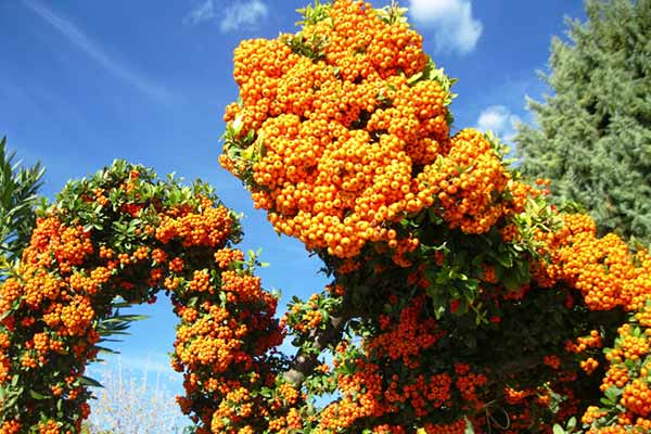 Pyracantha coccinea Pyracantha coccinea