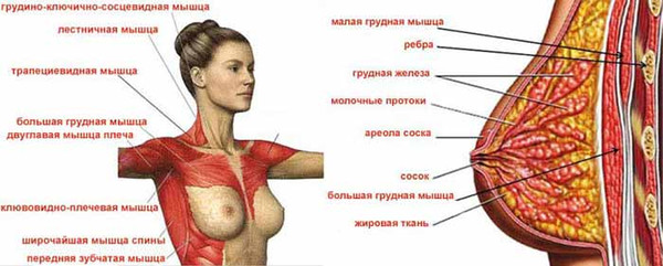 Особливості тренінгу