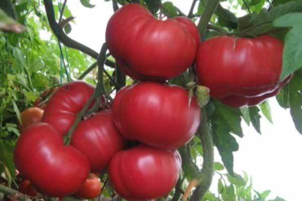 Правила ухода за томатами, которые позволят получить хороший урожай