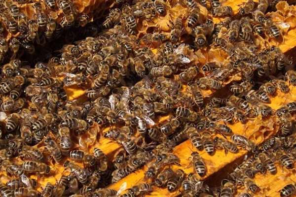 Как выбрать пчелопакет