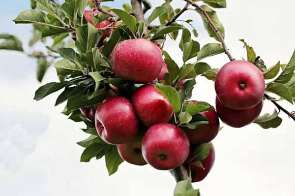  Найневдаліші сусіди для яблуні: що категорично не можна садити 