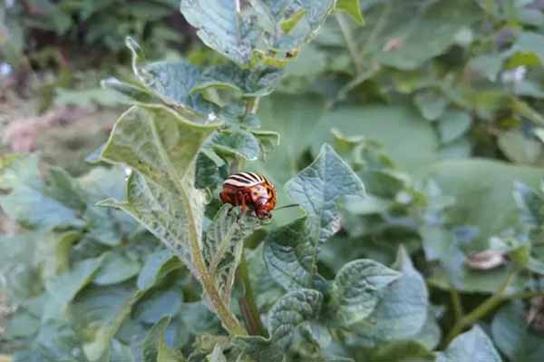 Колорадський жук на городі