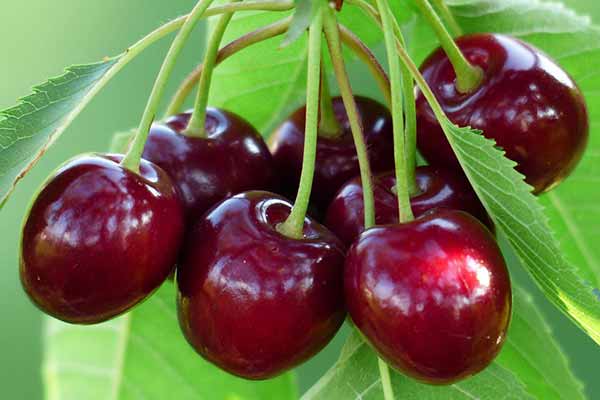 2 корисні поради для тих, у кого не плодоносить вишня: насолоджуйтеся соковитими ягодами вже цього року