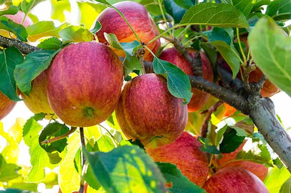 Які трави посадити під яблунею, щоб відлякати від дерева кліщів і моль: хитрощі садівників