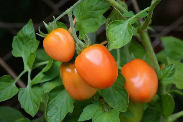 Помідор, томати