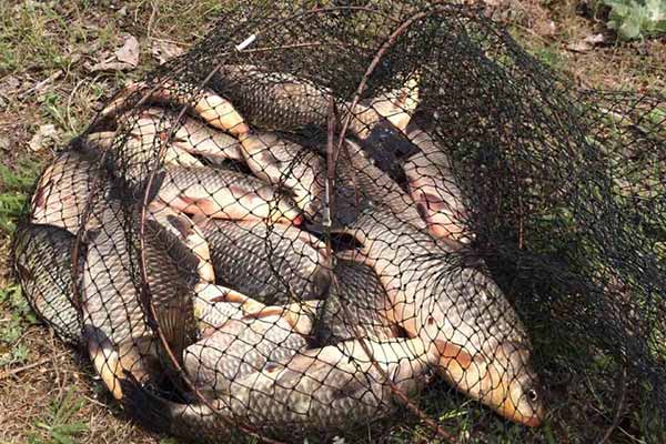 карась карась