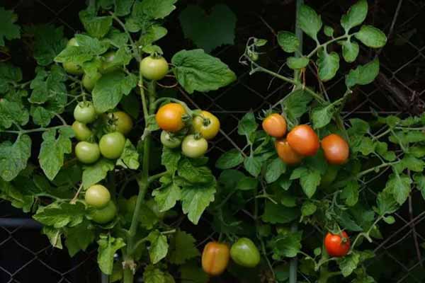 Без чого не бути врожаю томатів: 6 правил при посіві помідорів та догляду за ними
