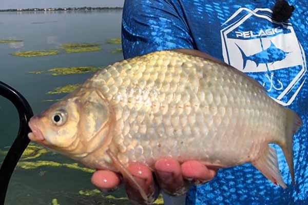 Яку глибину любить карась Яку глибину любить карась