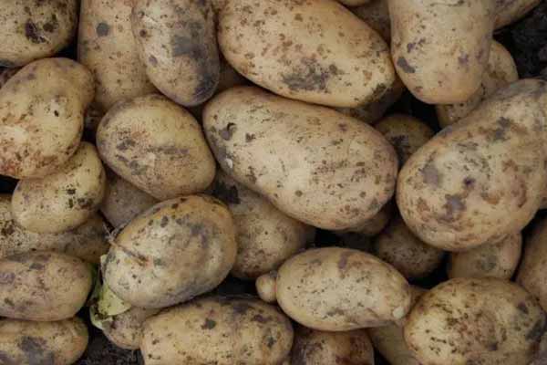 Буде дуже багатий урожай картоплі, якщо покладете в кожну лунку цей секретний інгредієнт