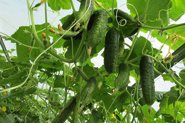 Перевірений спосіб вирощування огірків