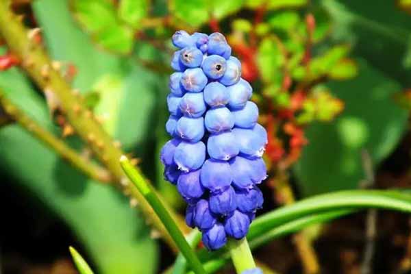 Виноград цього не любить: три помилки дачників при весняному догляді