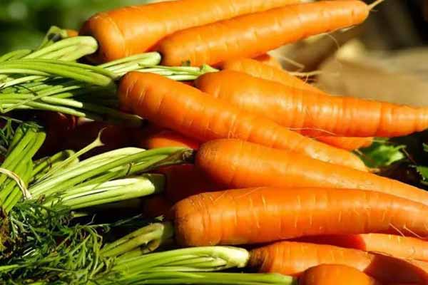  5 ознак поганої грядки для <b>моркви</b>: корисно дізнатися, щоб не довелося збирати дрібну та криву <b>моркву</b> 