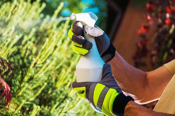 Білокрилка