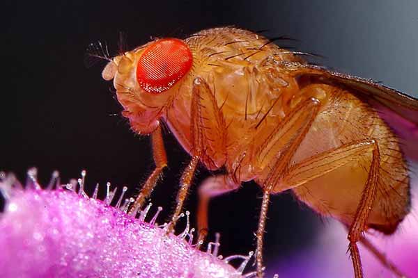 Дрозофіли Дрозофіли