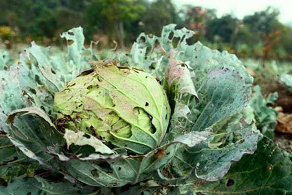 Білокрилка