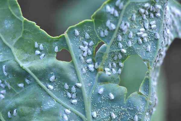 Білокрилка