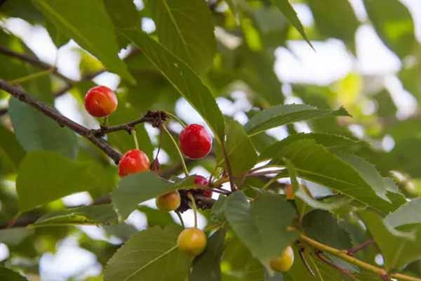  Чим обробити <b>черешню</b> від вишневої мухи після цвітіння: рятуємо врожай у червні 
