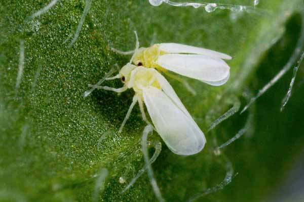 Білі мошки Білі мошки