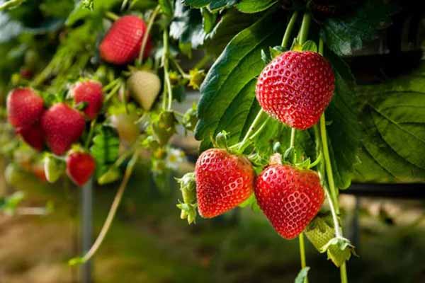  Не тільки для <b>варення</b>: як можна заготувати полуницю і не втратити аромату та смаку свіжої ягоди 