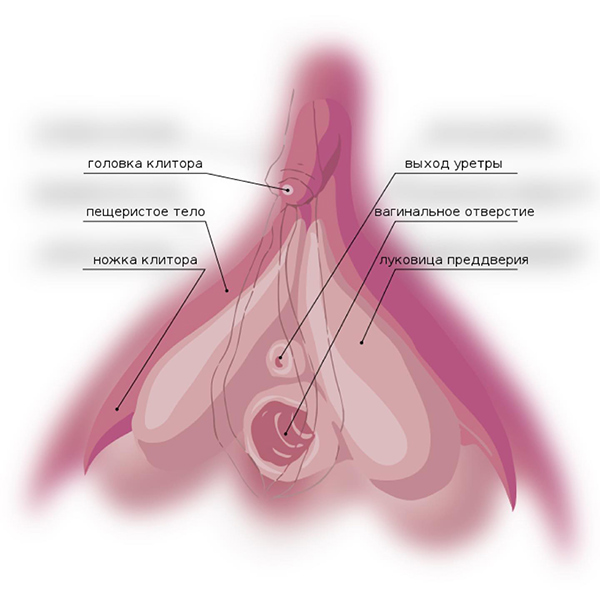 клитор